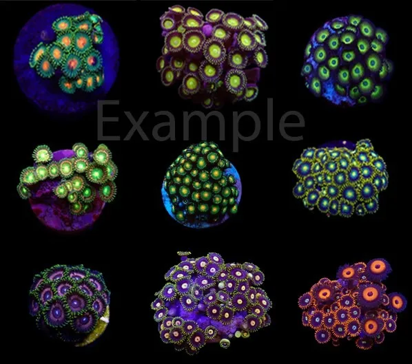 Coral pack - Zoanthus (Premium) (frag) (10 pcs)