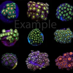 Coral pack - Zoanthus (Premium) (frag) (20 pcs)