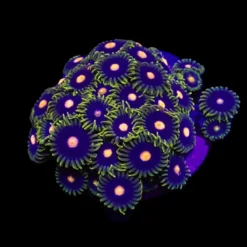 Zoanthus spp. (Blow Pop) (frag) | FRAG