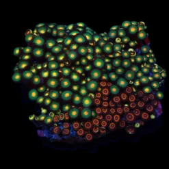 Zoanthus spp. (Premium Grade) | M