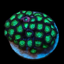 Zoanthus sp. (Green Premium) (DJM frag) o 201