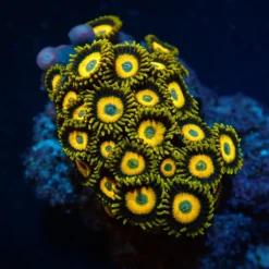 Zoanthus spp. (Scrambled Eggs) (frag) | FRAG