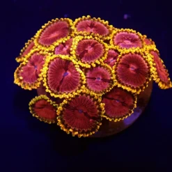 Zoanthus spp. (Fake Lime Chilli) (frag) | FRAG
