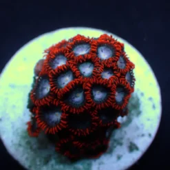 Zoanthus spp. (Fire and Ice) (frag) | FRAG