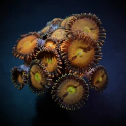 Zoanthus spp. (Halle Berry) (frag) | FRAG
