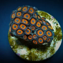 Zoanthus spp. (Kedd's Red) (frag) | FRAG