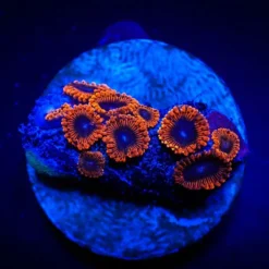 Zoanthus spp. (Lunar Eclipse) (frag) | FRAG
