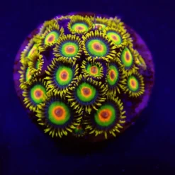 Zoanthus spp. (Rasta) (frag) | FRAG
