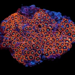 Zoanthus spp. (Red-Orange) | XL