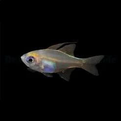 Zoramia leptacantha | All sizes